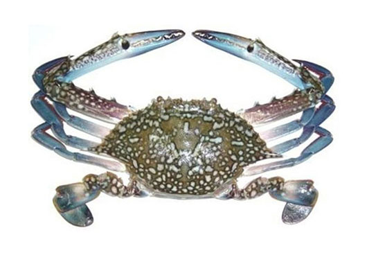 Dish Image