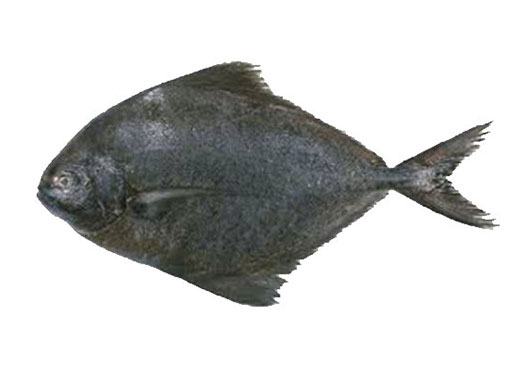 Dish Image