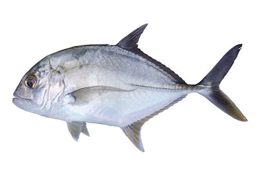 Dish Image