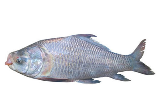 Dish Image