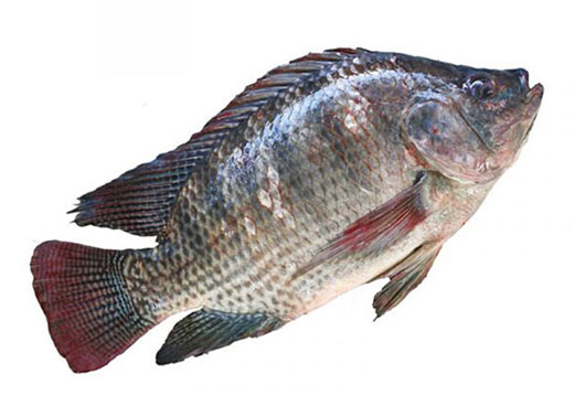 Dish Image