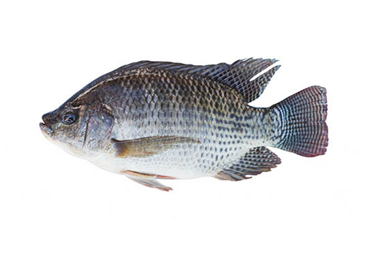 Dish Image