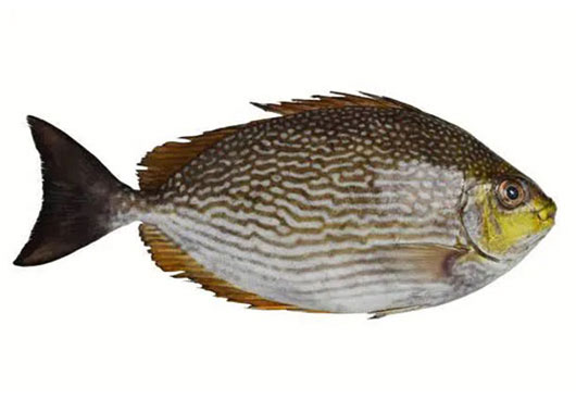 Dish Image