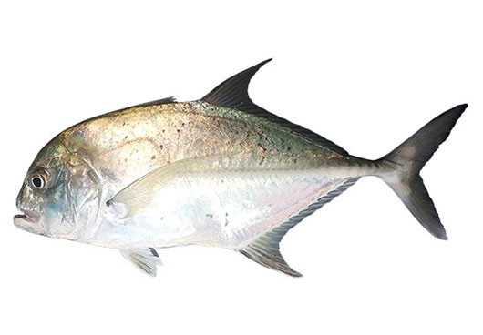 Dish Image