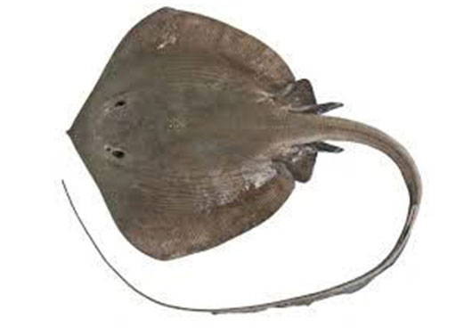 Dish Image