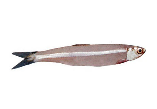 Dish Image