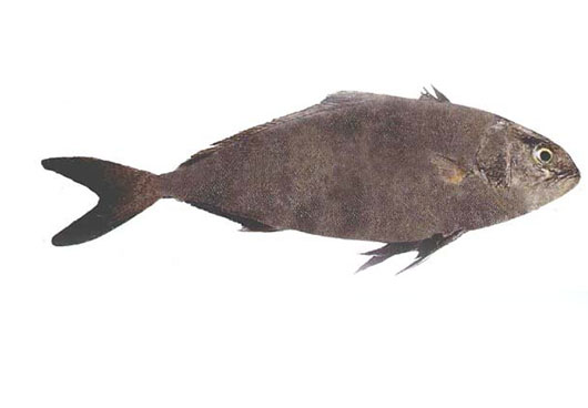 Dish Image