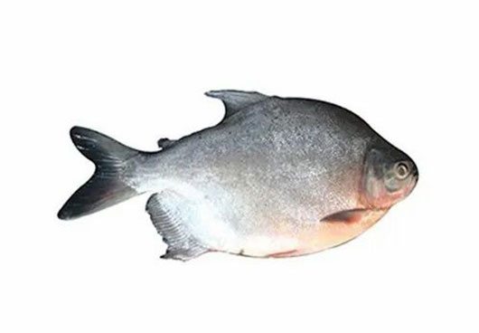 Dish Image