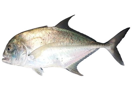 Dish Image